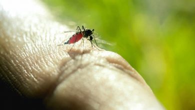 Photo de Malaria : la détection en 15 minutes grâce à un « One Step Malaria Rapid Test »