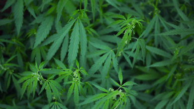 Photo de Premier médicament à base de cannabis autorisé aux Etats-Unis