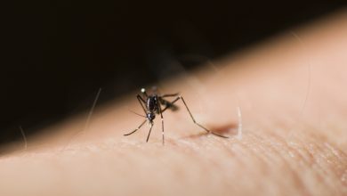 Photo de Stop aux moustiques : le meilleur des astuces naturelles