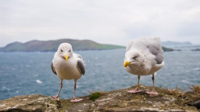 mouettes-superbacteries