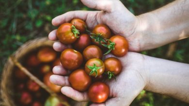 Photo of Les effets protecteurs de la tomate contre le cancer pourraient diminuer s’ils sont associés à trop de fer