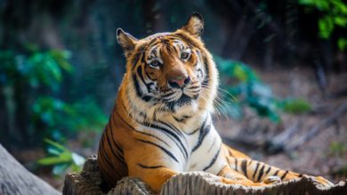 Coronavirus : Un tigre d’un zoo de New-York testé positif au covid-19