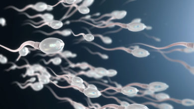 Photo de Les spermatozoïdes ne nagent pas comme les anguilles (étude)